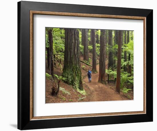 Redwood Forest, Rotorua, New Zealand-David Wall-Framed Photographic Print