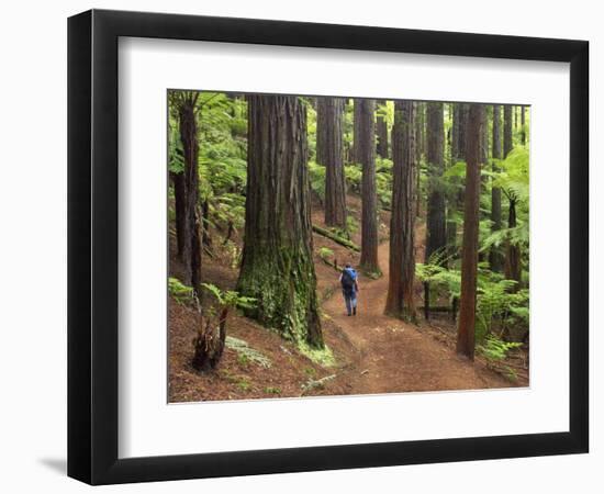 Redwood Forest, Rotorua, New Zealand-David Wall-Framed Photographic Print