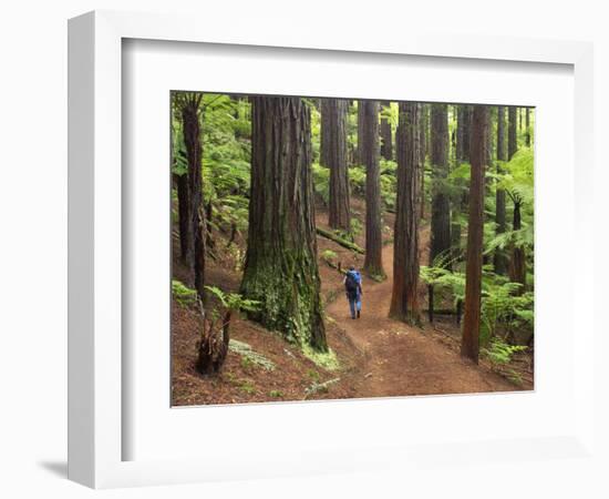 Redwood Forest, Rotorua, New Zealand-David Wall-Framed Photographic Print