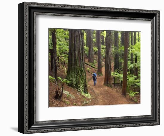 Redwood Forest, Rotorua, New Zealand-David Wall-Framed Photographic Print