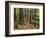 Redwood Forest, Rotorua, New Zealand-David Wall-Framed Photographic Print