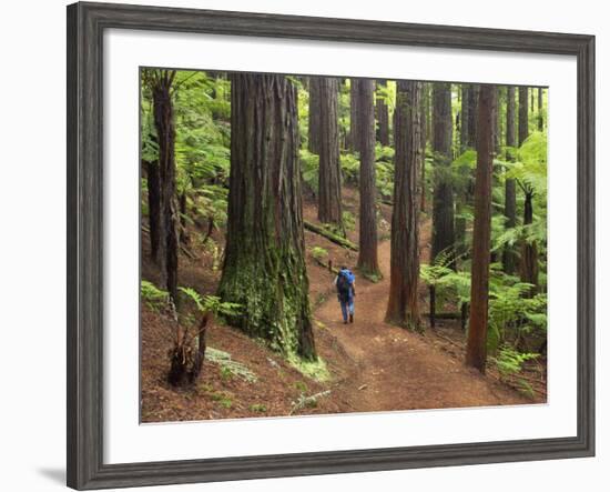 Redwood Forest, Rotorua, New Zealand-David Wall-Framed Photographic Print