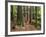 Redwood Forest, Rotorua, New Zealand-David Wall-Framed Photographic Print