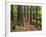 Redwood Forest, Rotorua, New Zealand-David Wall-Framed Photographic Print