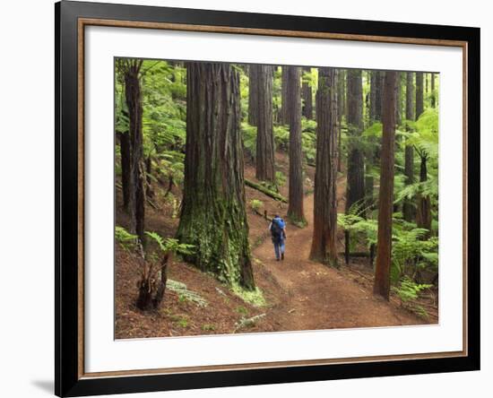 Redwood Forest, Rotorua, New Zealand-David Wall-Framed Photographic Print