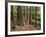 Redwood Forest, Rotorua, New Zealand-David Wall-Framed Photographic Print