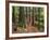 Redwood Forest, Rotorua, New Zealand-David Wall-Framed Photographic Print