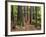 Redwood Forest, Rotorua, New Zealand-David Wall-Framed Photographic Print