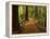 Redwood Forest, Rotorua, New Zealand-David Wall-Framed Premier Image Canvas