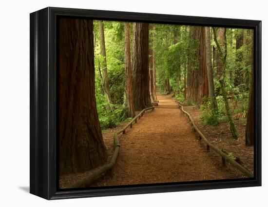 Redwood Forest, Rotorua, New Zealand-David Wall-Framed Premier Image Canvas