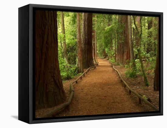 Redwood Forest, Rotorua, New Zealand-David Wall-Framed Premier Image Canvas