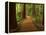 Redwood Forest, Rotorua, New Zealand-David Wall-Framed Premier Image Canvas