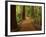 Redwood Forest, Rotorua, New Zealand-David Wall-Framed Photographic Print