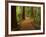 Redwood Forest, Rotorua, New Zealand-David Wall-Framed Photographic Print