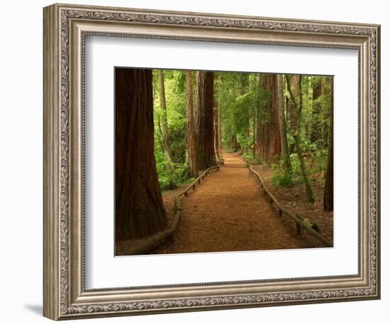 Redwood Forest, Rotorua, New Zealand-David Wall-Framed Photographic Print