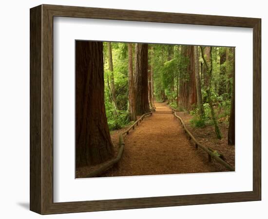 Redwood Forest, Rotorua, New Zealand-David Wall-Framed Photographic Print