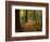 Redwood Forest, Rotorua, New Zealand-David Wall-Framed Photographic Print