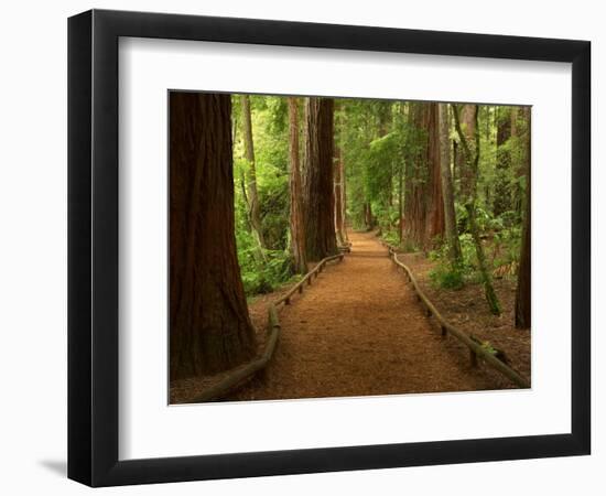 Redwood Forest, Rotorua, New Zealand-David Wall-Framed Photographic Print