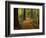 Redwood Forest, Rotorua, New Zealand-David Wall-Framed Photographic Print