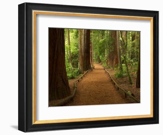 Redwood Forest, Rotorua, New Zealand-David Wall-Framed Photographic Print