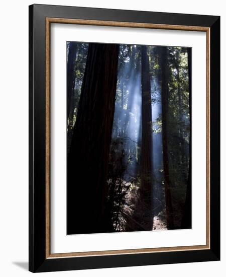 Redwood Forest, Ventana, Big Sur, California, United States of America, North America-Ethel Davies-Framed Photographic Print