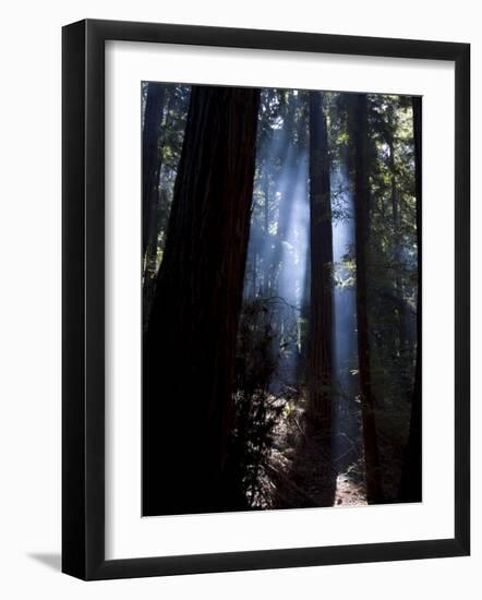 Redwood Forest, Ventana, Big Sur, California, United States of America, North America-Ethel Davies-Framed Photographic Print