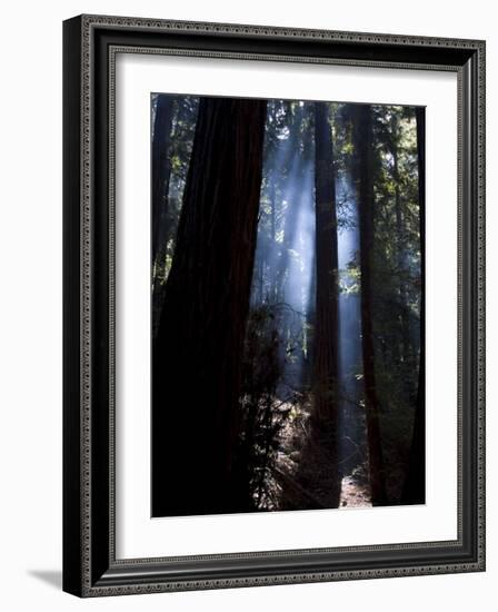 Redwood Forest, Ventana, Big Sur, California, United States of America, North America-Ethel Davies-Framed Photographic Print