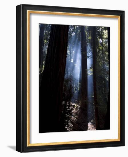 Redwood Forest, Ventana, Big Sur, California, United States of America, North America-Ethel Davies-Framed Photographic Print