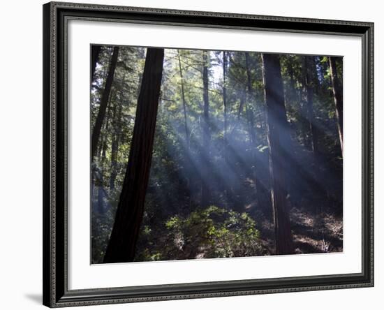 Redwood Forest, Ventana, Big Sur, California, United States of America, North America-Ethel Davies-Framed Photographic Print