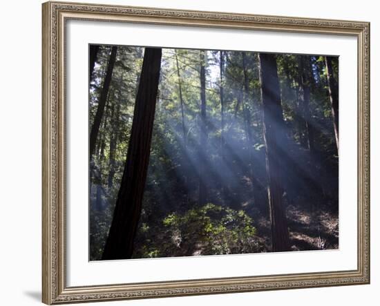 Redwood Forest, Ventana, Big Sur, California, United States of America, North America-Ethel Davies-Framed Photographic Print