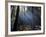 Redwood Forest, Ventana, Big Sur, California, United States of America, North America-Ethel Davies-Framed Photographic Print