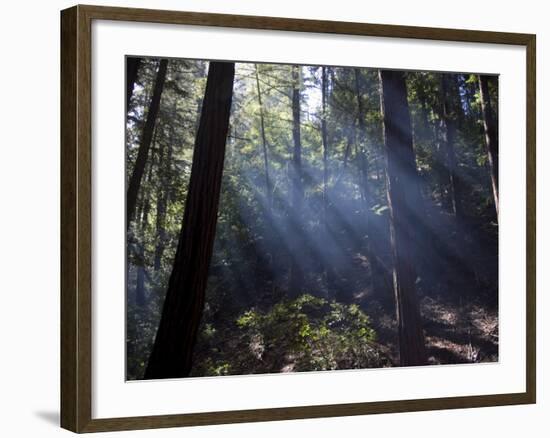 Redwood Forest, Ventana, Big Sur, California, United States of America, North America-Ethel Davies-Framed Photographic Print