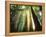 Redwood Forest-Jim Zuckerman-Framed Premier Image Canvas