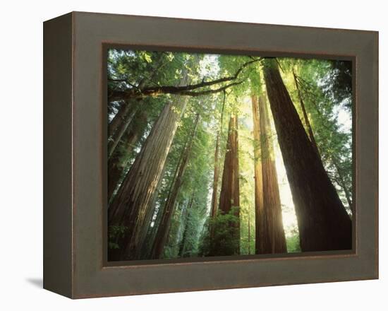 Redwood Forest-Jim Zuckerman-Framed Premier Image Canvas