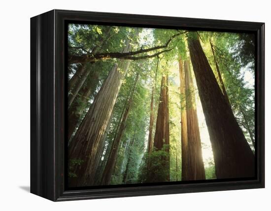 Redwood Forest-Jim Zuckerman-Framed Premier Image Canvas