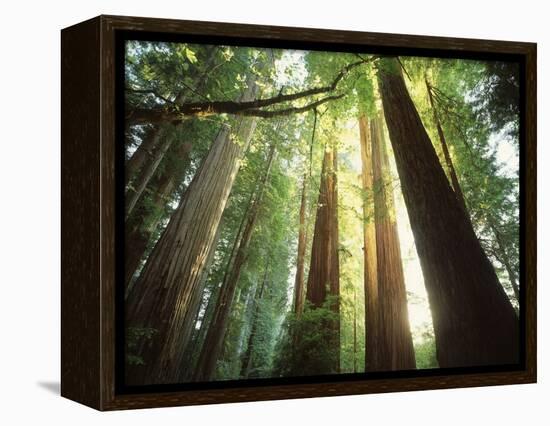 Redwood Forest-Jim Zuckerman-Framed Premier Image Canvas