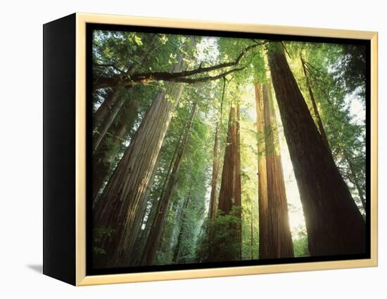 Redwood Forest-Jim Zuckerman-Framed Premier Image Canvas