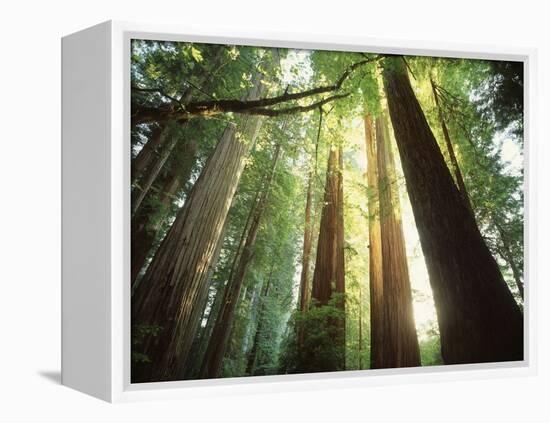 Redwood Forest-Jim Zuckerman-Framed Premier Image Canvas