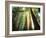 Redwood Forest-Jim Zuckerman-Framed Photographic Print