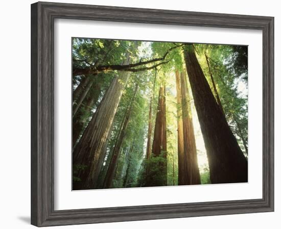 Redwood Forest-Jim Zuckerman-Framed Photographic Print