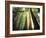 Redwood Forest-Jim Zuckerman-Framed Photographic Print