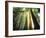 Redwood Forest-Jim Zuckerman-Framed Photographic Print