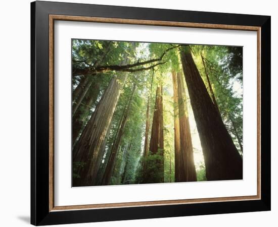 Redwood Forest-Jim Zuckerman-Framed Photographic Print