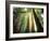 Redwood Forest-Jim Zuckerman-Framed Photographic Print