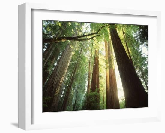 Redwood Forest-Jim Zuckerman-Framed Photographic Print