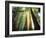 Redwood Forest-Jim Zuckerman-Framed Photographic Print