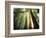 Redwood Forest-Jim Zuckerman-Framed Photographic Print