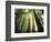 Redwood Forest-Jim Zuckerman-Framed Photographic Print