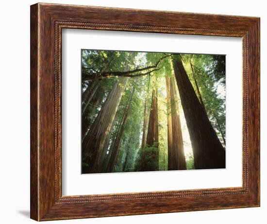 Redwood Forest-Jim Zuckerman-Framed Photographic Print