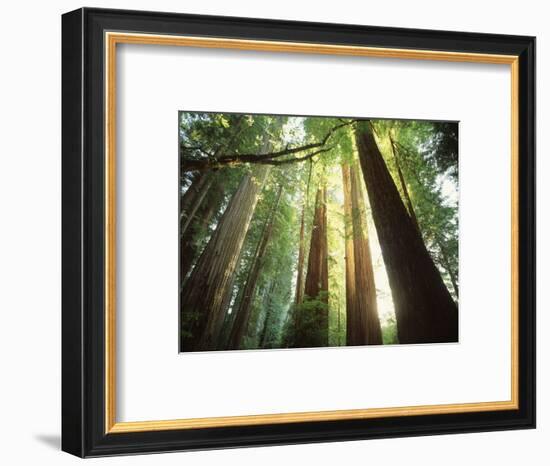 Redwood Forest-Jim Zuckerman-Framed Photographic Print